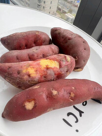 小红薯