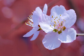 桃花 粉色 鲜艳 春天 花朵 