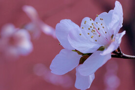 桃花 粉色 鲜艳 春天 花朵 