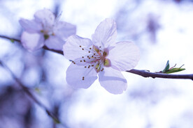 桃花 粉色 鲜艳 春天 花朵 