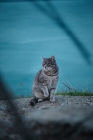 可爱的猫