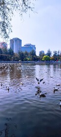 春柳  海鸥  翠湖  春天 