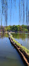 春柳  海鸥  翠湖  春天 