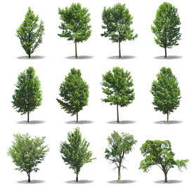 乔木 树木 花树图片