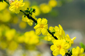 迎春花