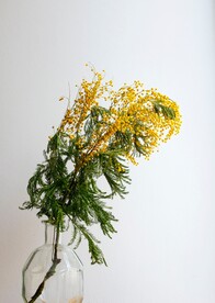 一枝黄花