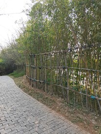 竹林小道