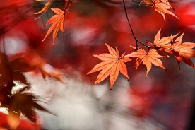 枫叶