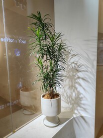 绿植   