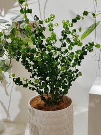 绿植盆栽