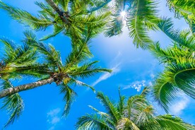 椰子树摄影
