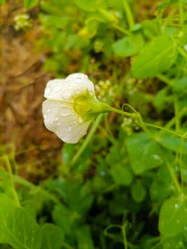 雨后小花