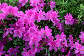 杜鹃花