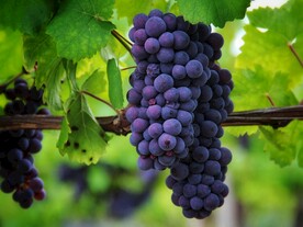 葡萄