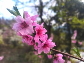 桃花图片