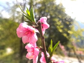 桃花图片