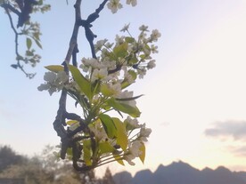 梨花图片