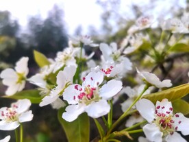 梨花图片
