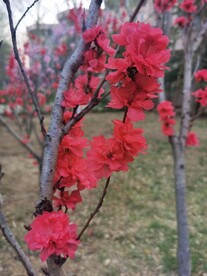 红叶碧桃