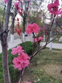红叶碧桃
