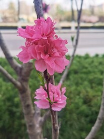 红叶碧桃