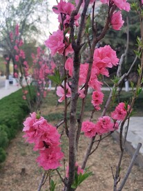 红叶碧桃
