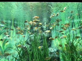 水族馆
