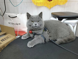 蓝猫