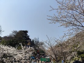 鸡鸣寺  