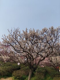 梅花山 