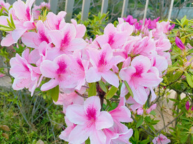 杜鹃花