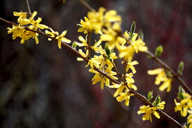 盛开的迎春花花朵