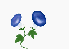 牵牛花