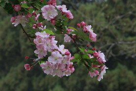 西府海棠花