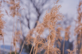 芦苇