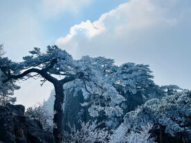 大雪压青松