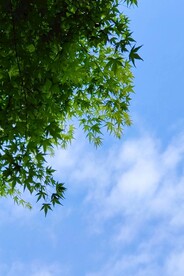 绿色枫叶 蓝天