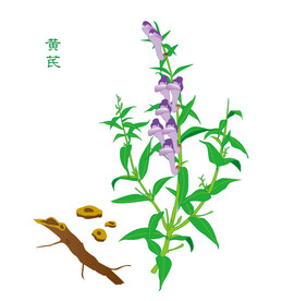 黄芪药材