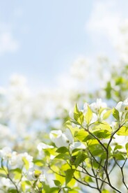 茉莉