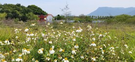 郊外的野花