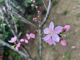 带水珠的樱花