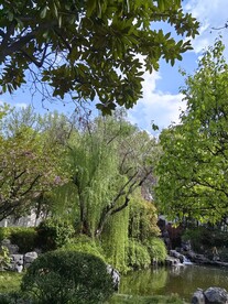 绿树蓝天  