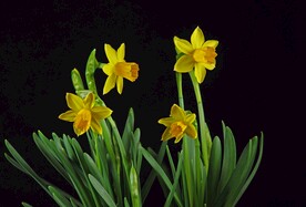 黄色水仙花