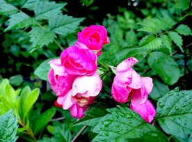 蔷薇花开