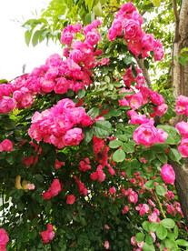 蔷薇花开