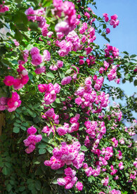 蔷薇花开