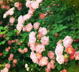 蔷薇花开