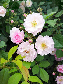蔷薇花开
