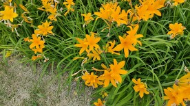 路边百合科大花萱草