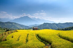 希望的田野